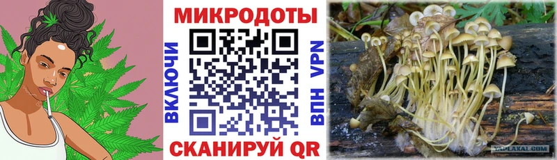 где найти наркотики Малая Вишера Галлюциногенные грибы Psilocybe
